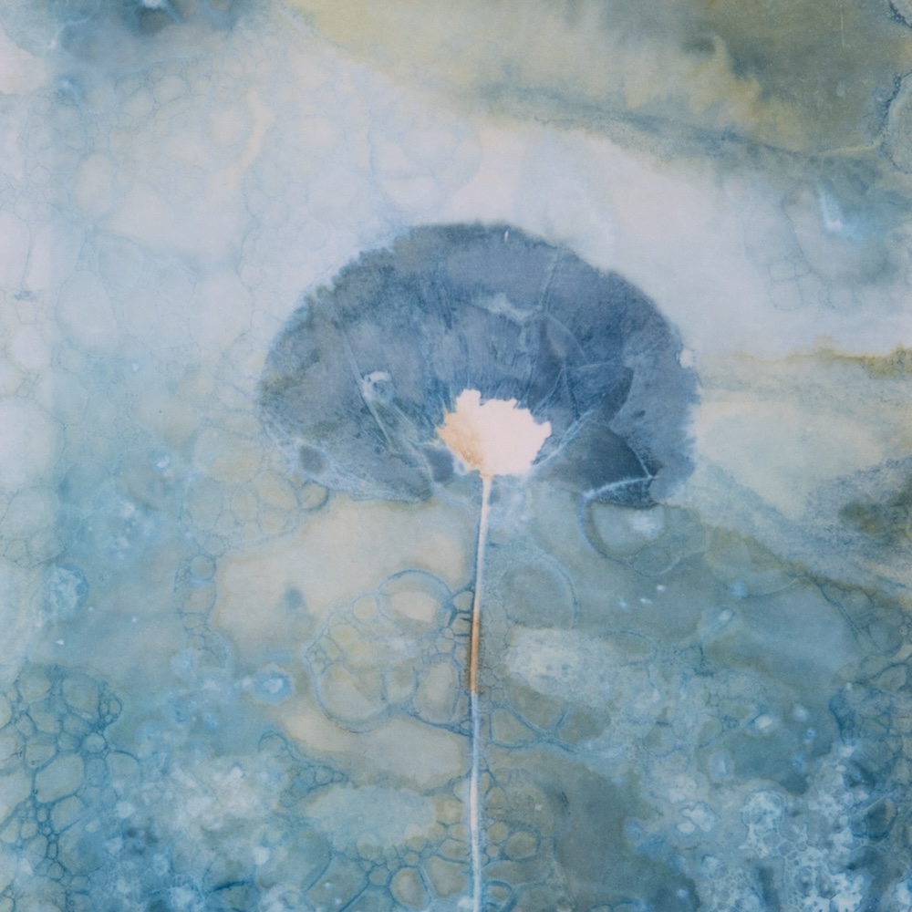 Poppy Cyanotype